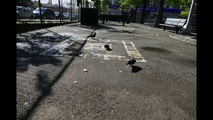 Time lapse of some pigeons eating Lays potato chips in a park