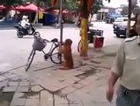 Perro guardian VIDEO uno de los mejores perros guardianes del mundo