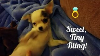 Sweet Little BLING (Tiny Chihuahua Puppy)