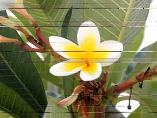 Kasos HD MP4 Part 2 🎬