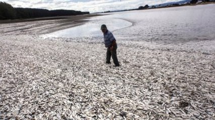 Şili'de 600 Ton Balık Kıyıya Vurdu