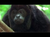 Female Howler Monkey Shares Unconventional Flirting Technique