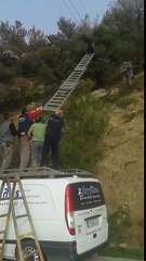 Kατσίκα κρέμεται στα καλώδια της ΔΕΗ!!!