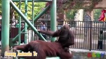 Funny Animals - Top 10 Animals Mating - Mokey Mating And Gorilla Mating funny video 2016