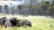 Buffalo Fight Against Rhino ☆ Extreme battle