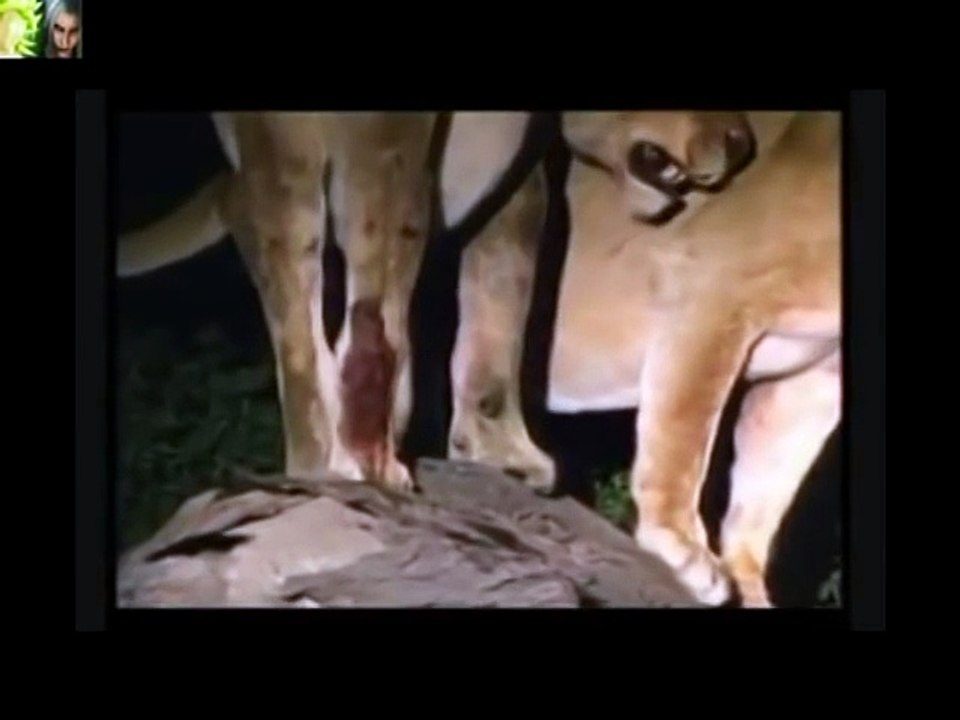 New Male Lions Vs Hyenas - 2016 Best Clips