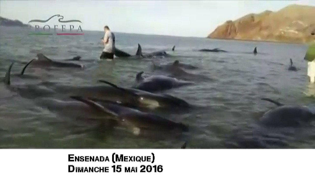 Mexique : 27 baleines-pilotes s'échouent sur une plage