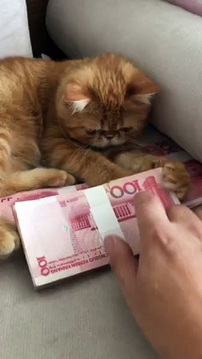 greedy cat hahaha