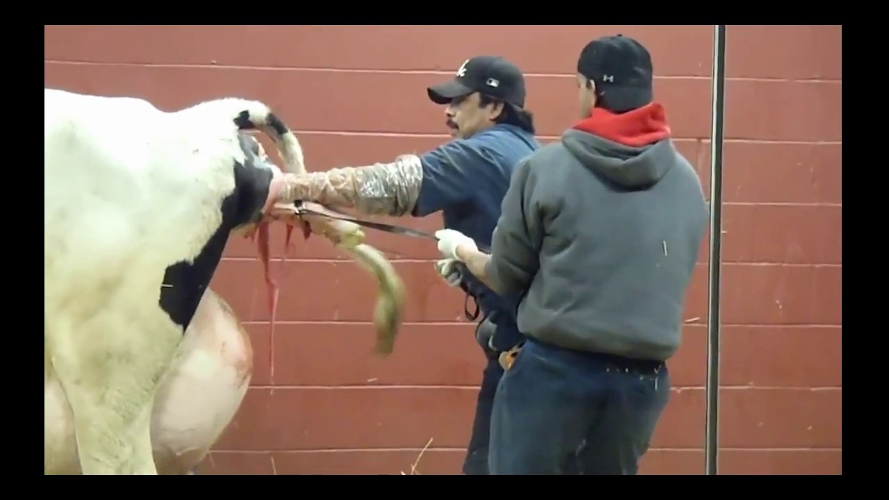 Man Helps Cow Giving Birth Hard ( Full HD )