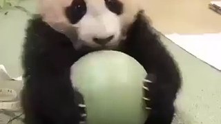 Baby Panda's don't share