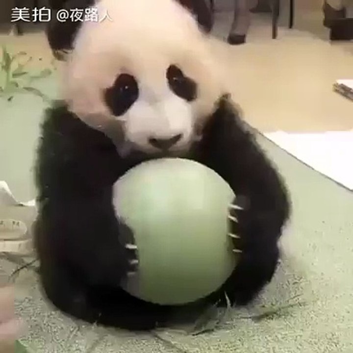 Baby Panda's don't share