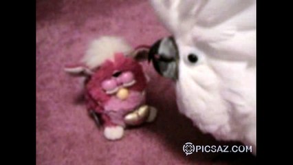 Talking parrot playing with toy