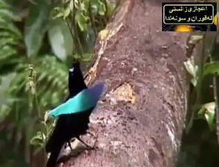 birds dance beautiful with Funs