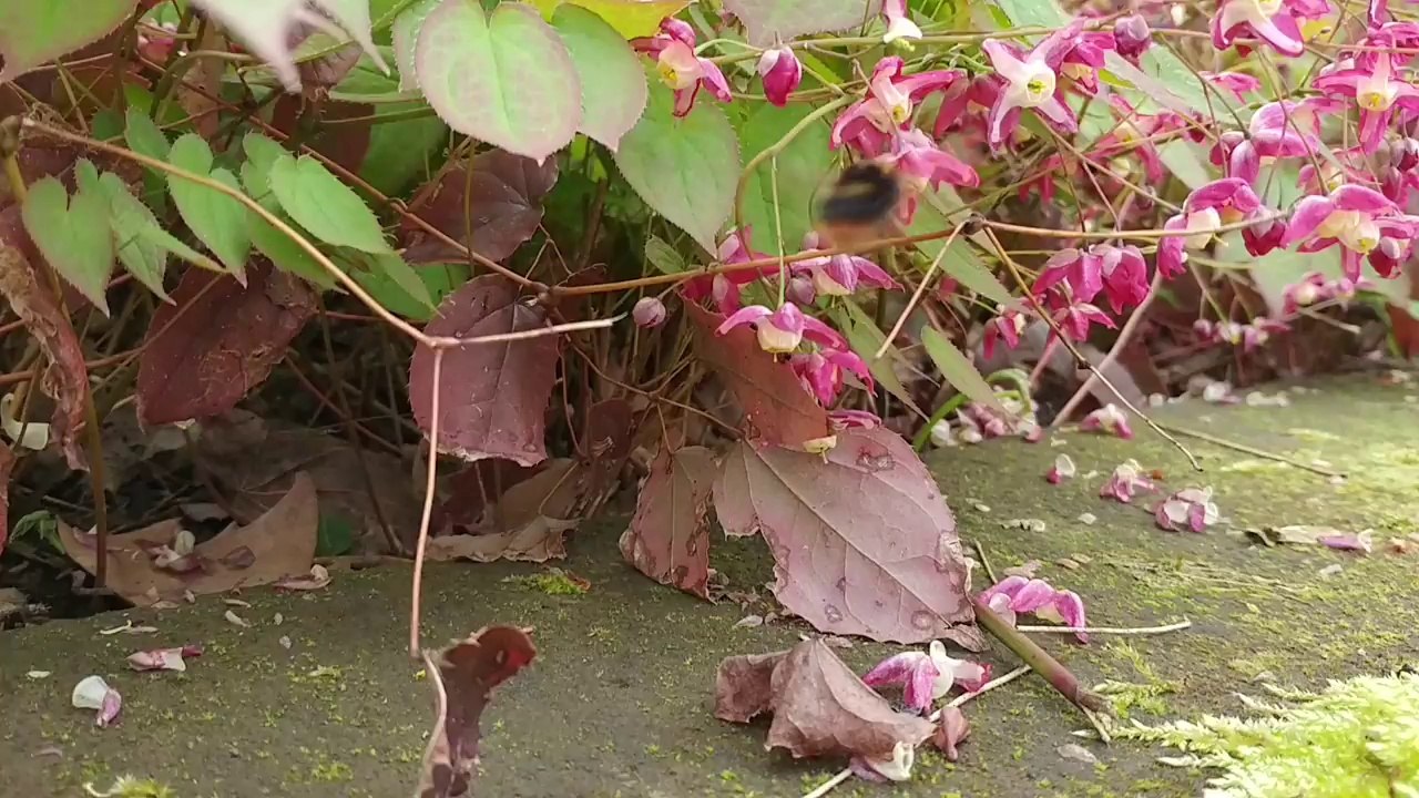 LG G5 Kamera- und Videoqualität Deutsch