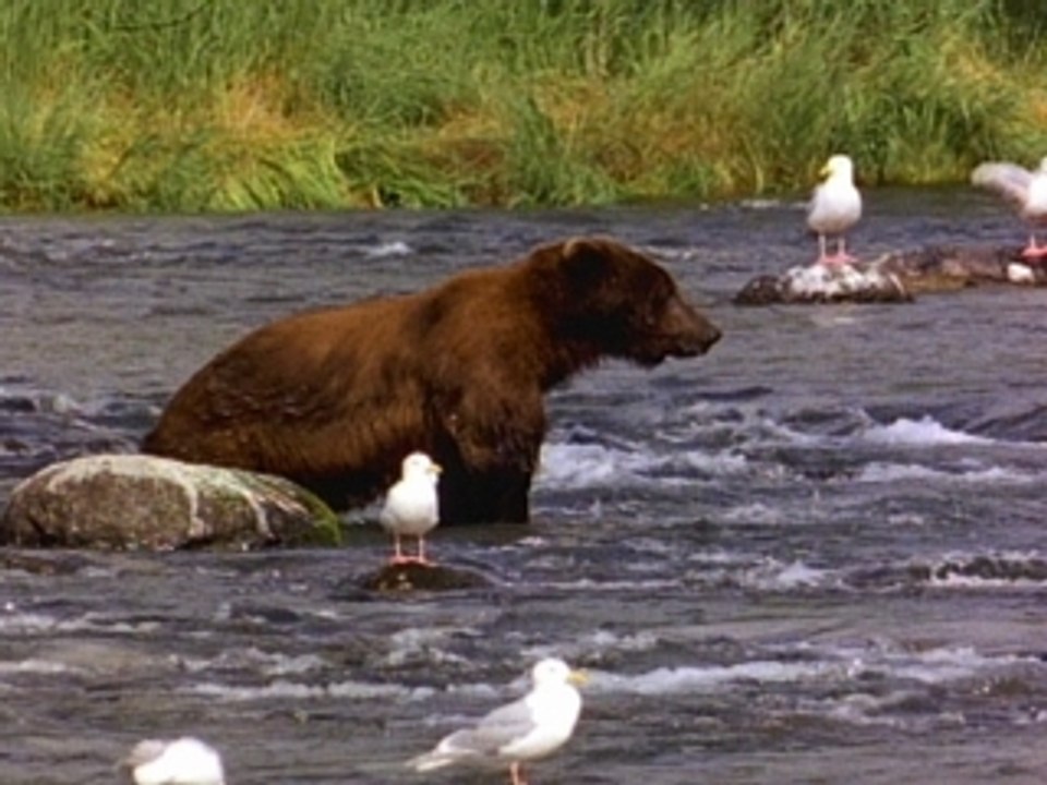 Bear