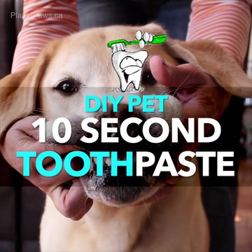 How to make Pet Toothpaste - Homemade Dog Toothpaste