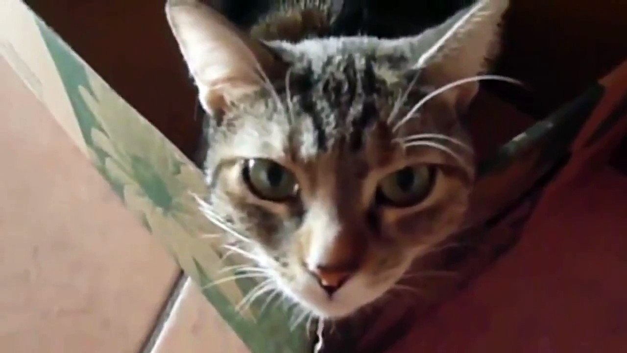 Cute Funny Cat Videos Compilation 9