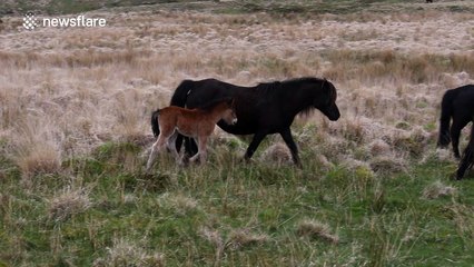 Wild Dartmoor ponies with recently-born foals