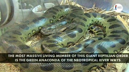 Top 10 the Largest Animals in the World - AllTimeTop