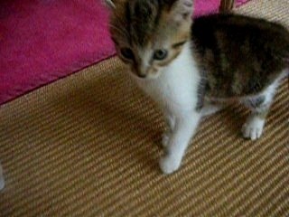 petit chaton tout foufou