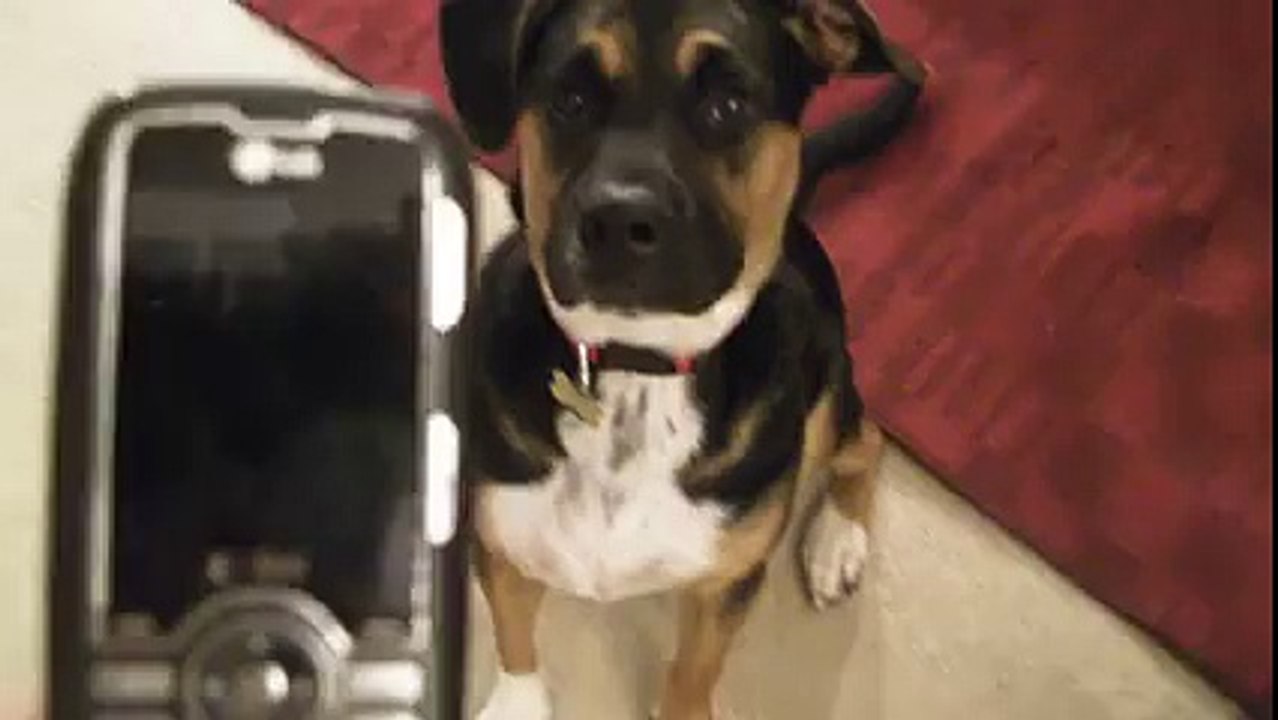 Ce chien adore la sonnerie de téléphone de son maitre et se met à danser