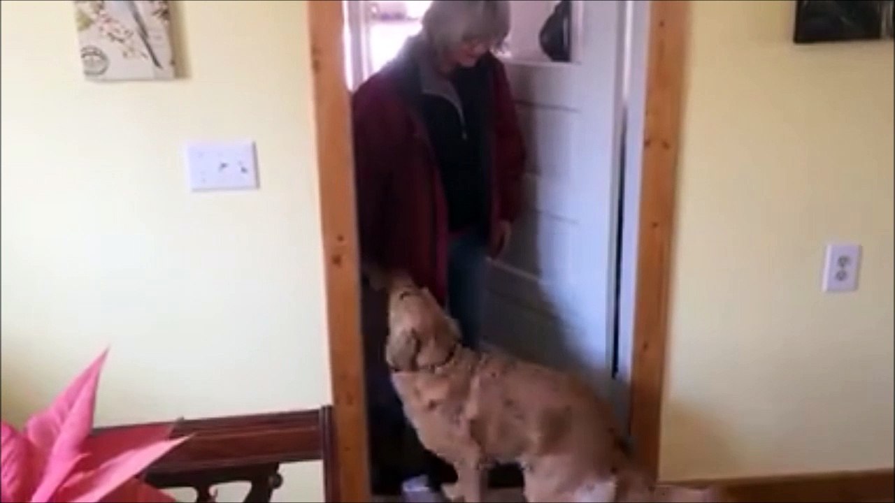 Ce chien refuse les bisous de sa maitresses car elle sent de la bouche