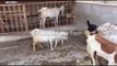 Bakra Qurbani - Bakra Mandi - Goat Farming in Pakistan