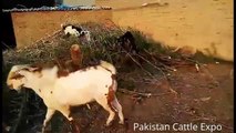 Bakra Qurbani 2016 India For Sale - Bakra Mandi