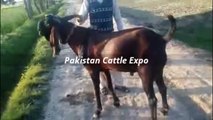 Bakra Qurbani 2016 Lahore - Khan Goat Farm