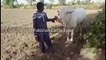 Beautiful Qurbani Bull - Cow Mandi - Bakra eid Pakistan