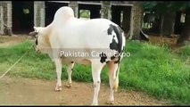 Beautiful Qurbani Bull - Qurbani eid in Rawalpindi - Biggest Bull in World