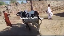 Beautiful Qurbani Bull 2016 Qurbani eid in Pakistan