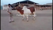 Biggest Qurbani Bull 2016 Sohrab Goth - Bakra Eid Karachi Pakistan