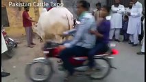 Biggest Bull Qurbani - Bakra eid in rawalpindi Pakistan