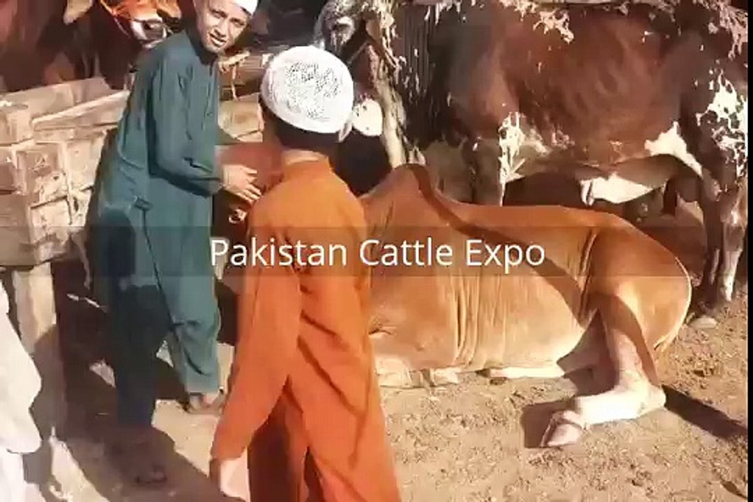 cow mandi 2016 Peshawar - Bakra Eid - Eid ul adha