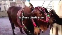 Qurbani Bull 2016 Eid ul adha - Qurbani cow