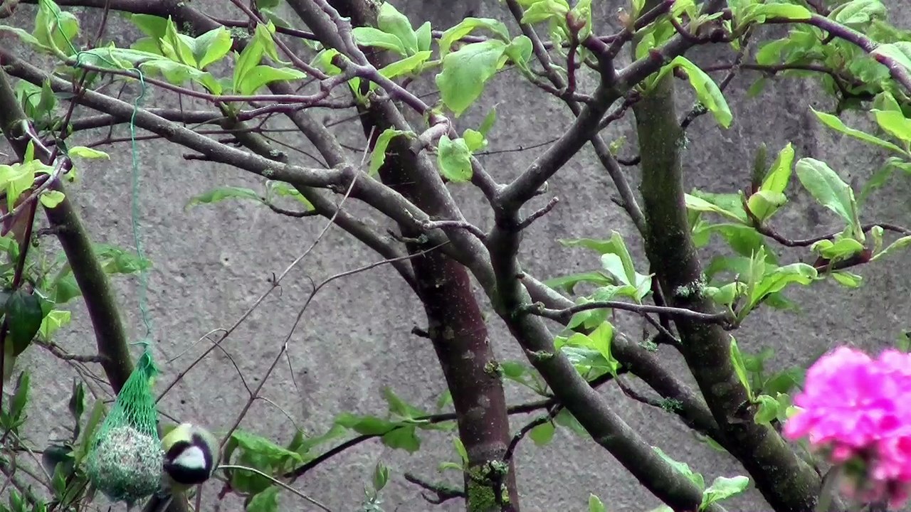 Oiseaux de nos jardins - 2ème partie