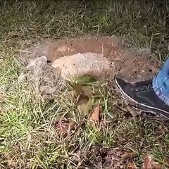 Terkedilmiş Karınca Yuvası Deneyi