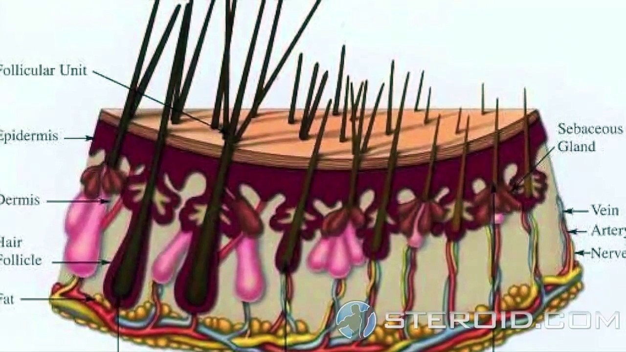 Finasteride (Toremifene Citrate)