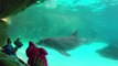 Sea World Golfinhos Out/2013