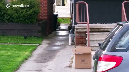 Baby raccoon reunited with its mum