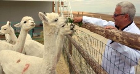 Türkiye'de İlk Kez Alpaka Deve Çiftliği Kurulacak