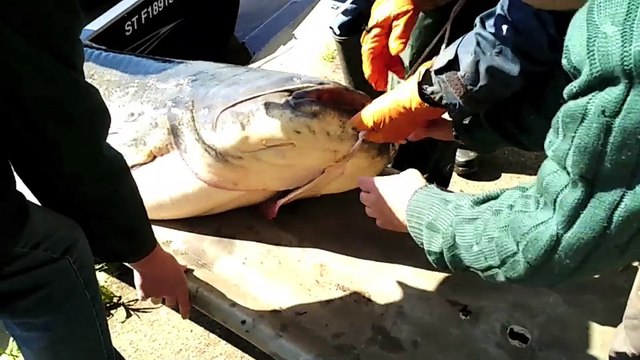 MÂCON-INFOS - Sortie de Saône du silure record