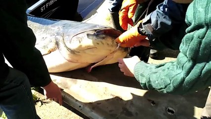 MÂCON-INFOS - Sortie de Saône du silure record