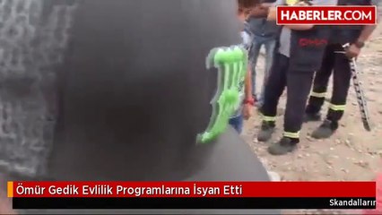 Ömür Gedik Evlilik Programlarına İsyan Etti