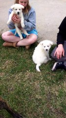 chiots au jardin part1