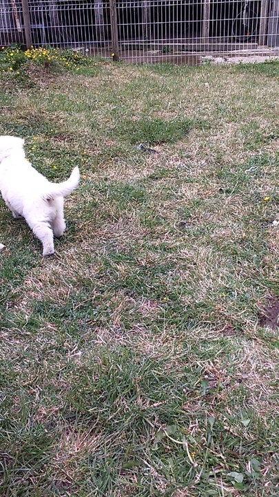 chiots au jardin part2