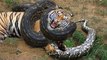 Most Amazing Wild Animals Attacks - Biggest Giant Anaconda attacks - TOp Craziest animal fights