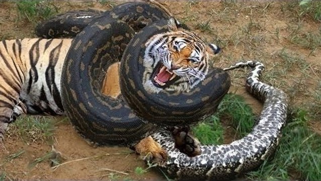 Most Amazing Wild Animals Attacks - Biggest Giant Anaconda attacks - TOp Craziest animal fights
