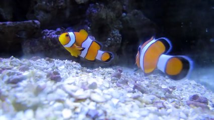 Música para Relaxar Meditar e Repousar com Peixes e Corais